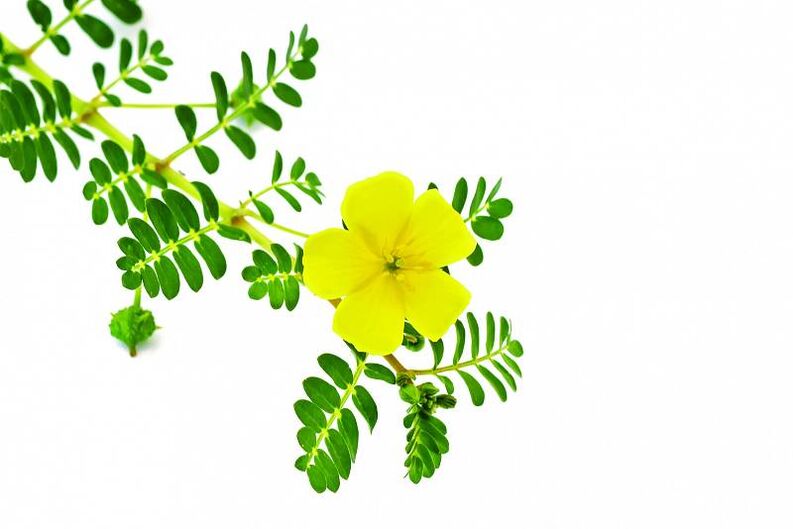 tribulus Insuvit kapsulās